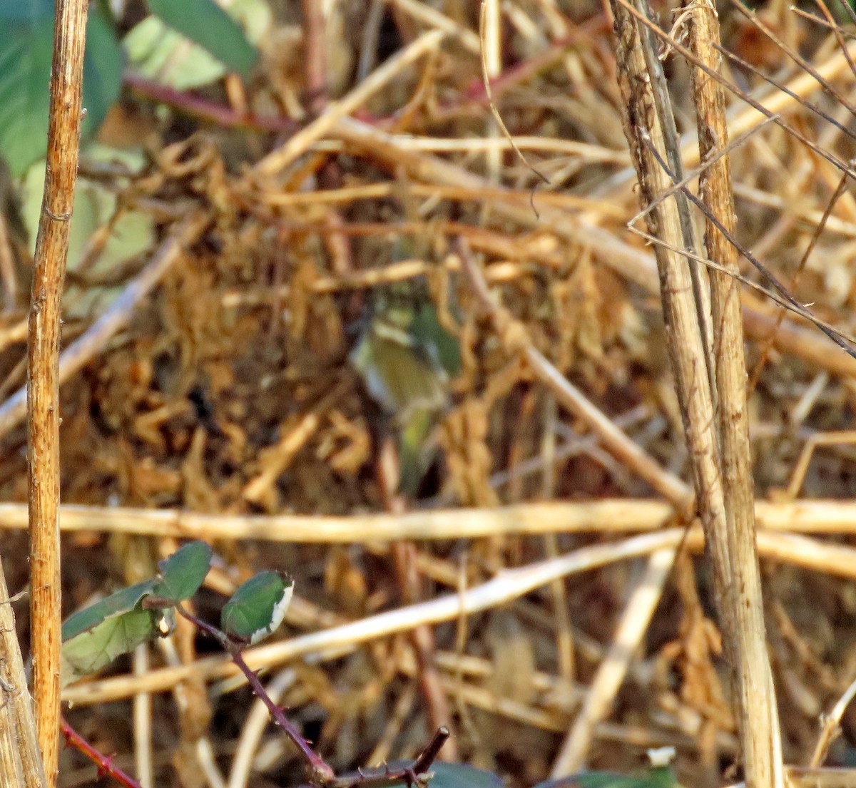 eBird Checklist - 23 Dec 2023 - Halibut Point SP - 19 species (+1 other ...