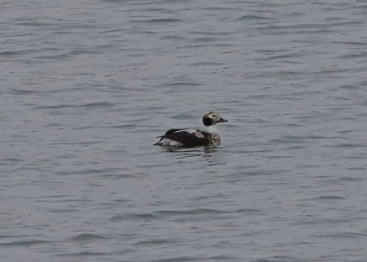 Long-tailed Duck - ML612575955