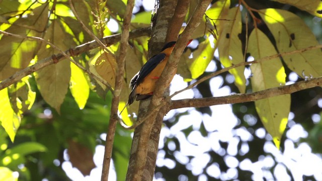 Buff-breasted Paradise-Kingfisher - ML612576040