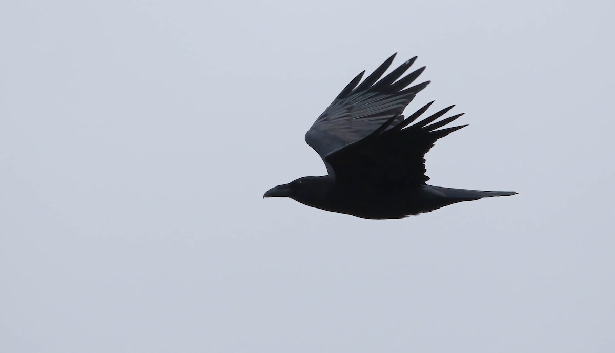Common Raven - Benjamin Hack