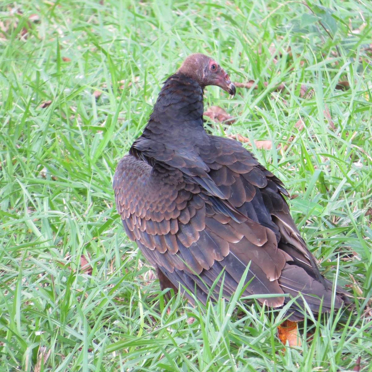 Turkey Vulture - ML612576409