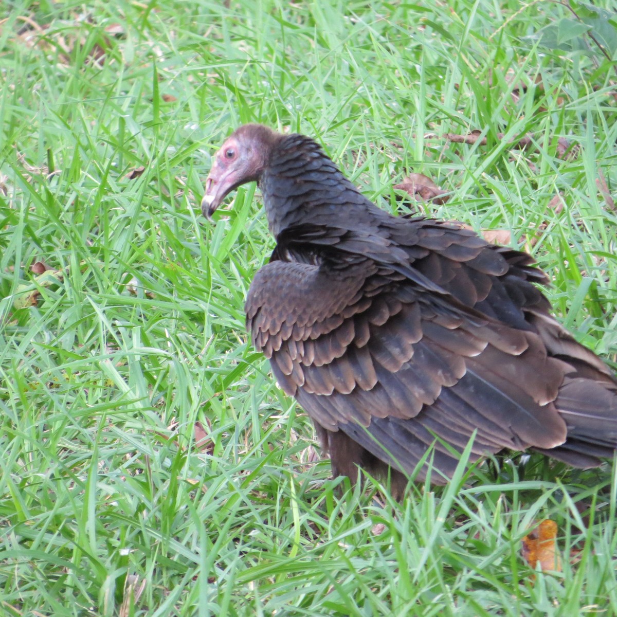 Turkey Vulture - ML612576410
