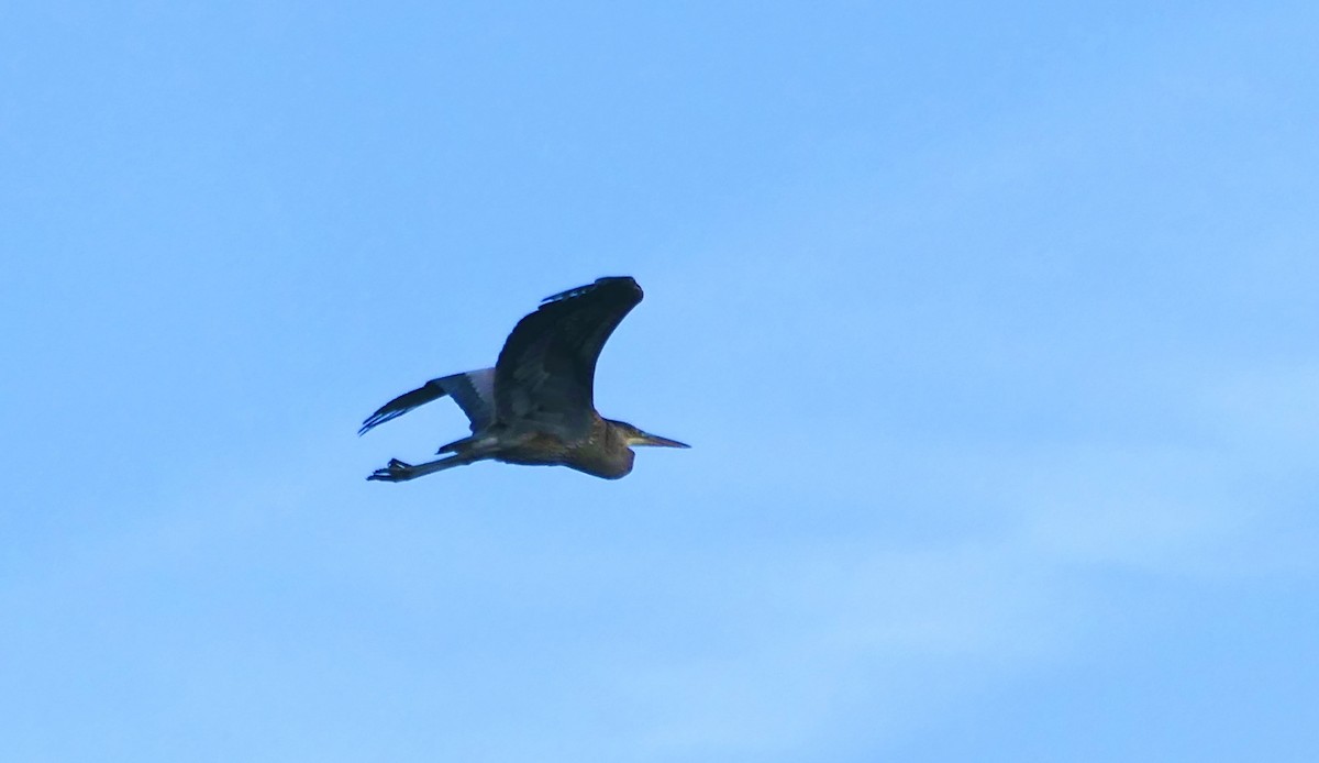 Great Blue Heron - vincianne falkner