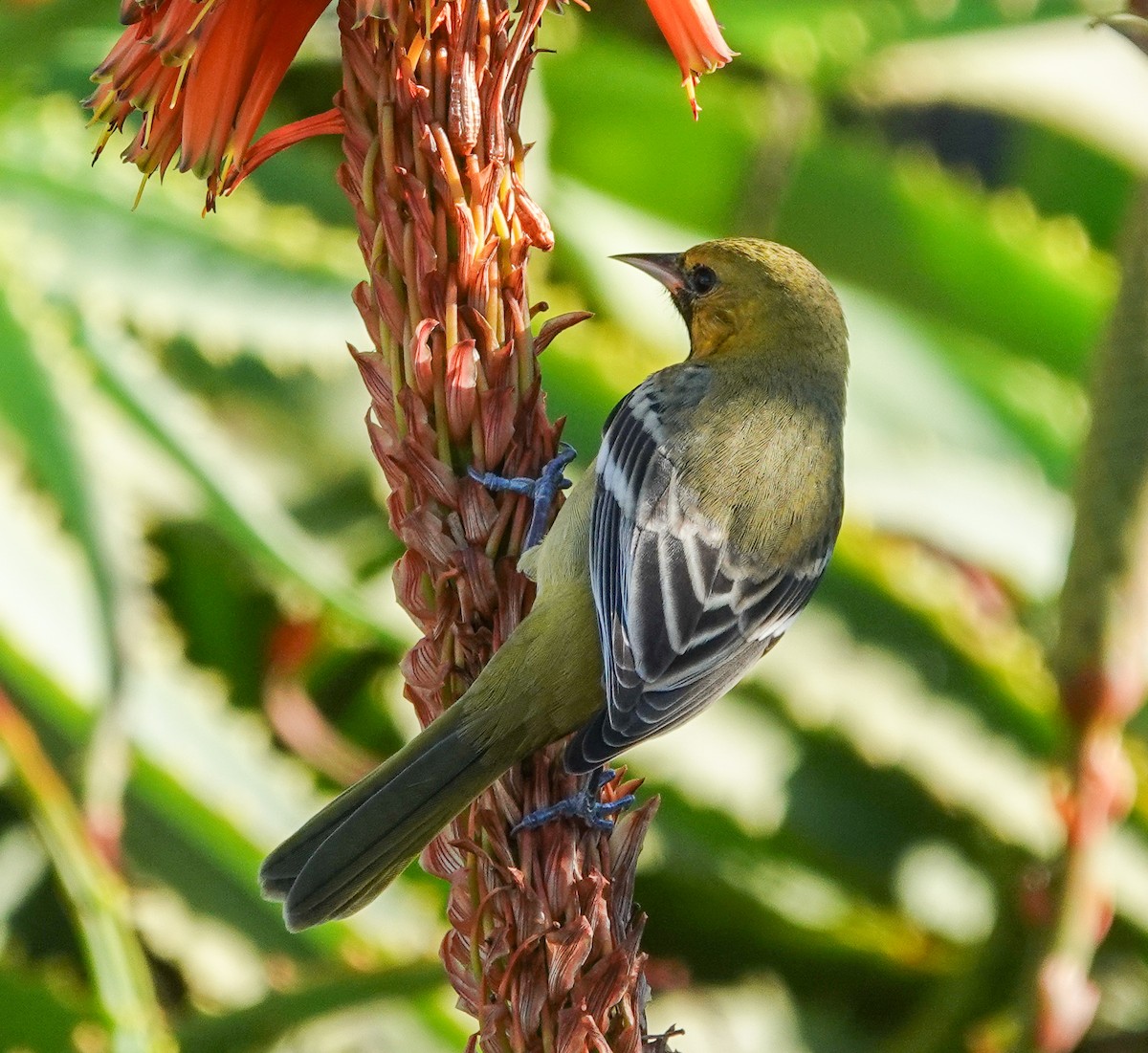 Orchard Oriole - ML612576499
