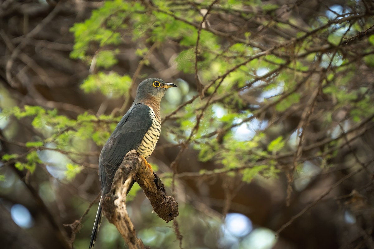 Red-chested Cuckoo - Jake Harfield