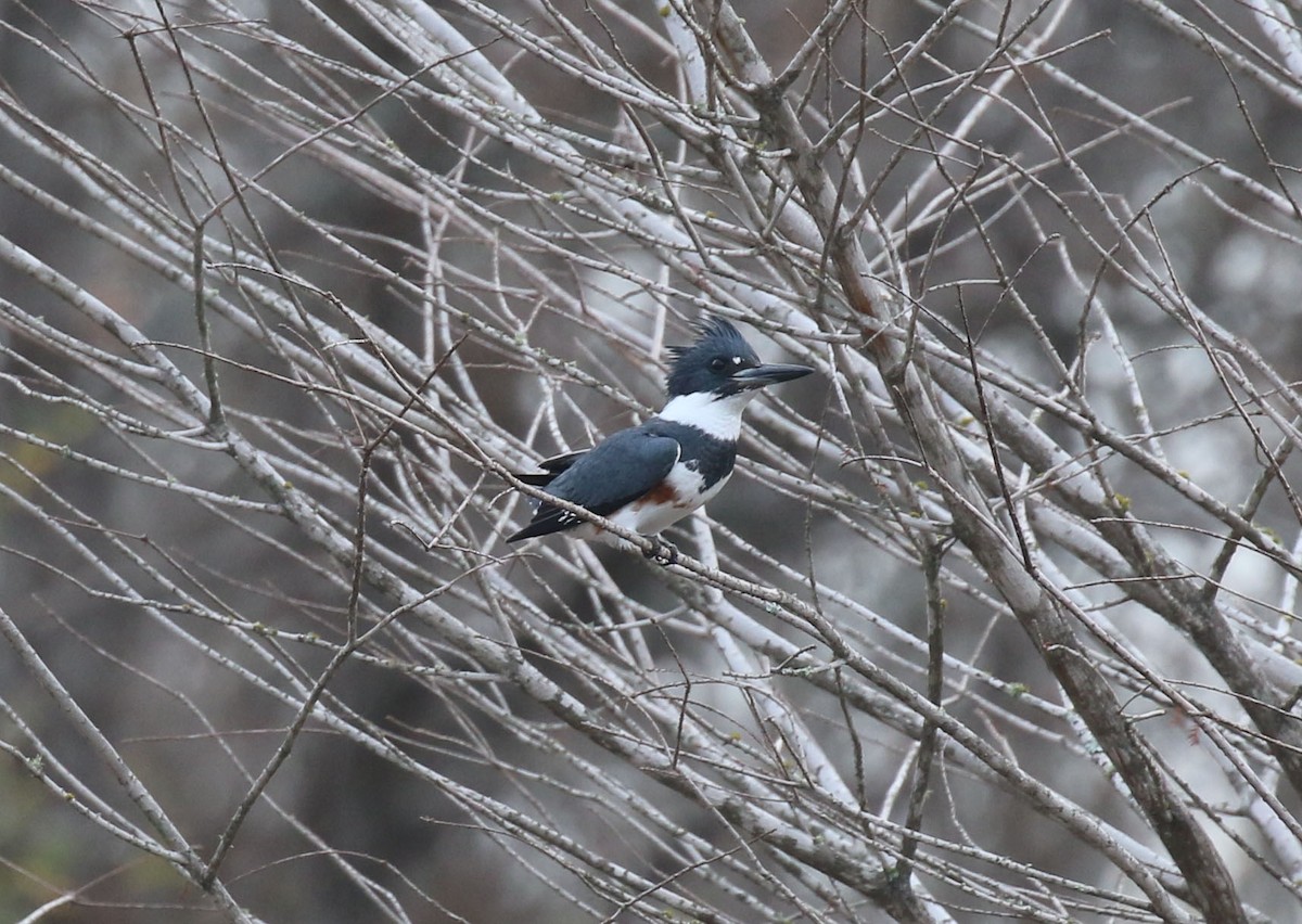 Belted Kingfisher - ML612576741