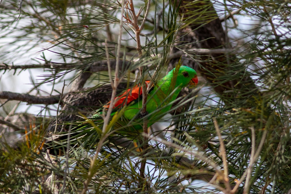 Red-winged Parrot - ML612577075