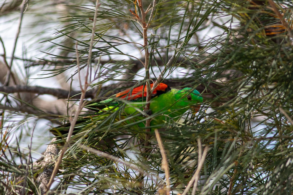 Red-winged Parrot - ML612577076