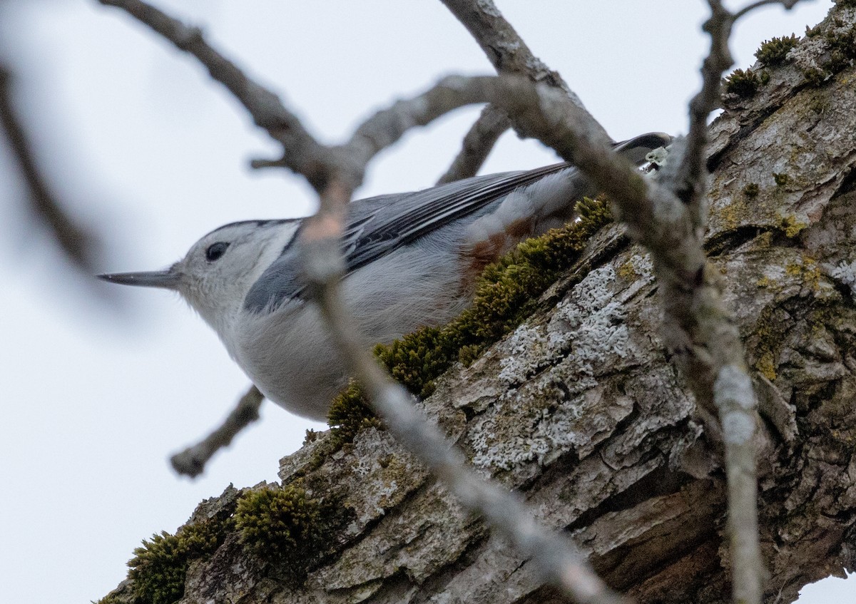 White-breasted Nuthatch - ML612577106