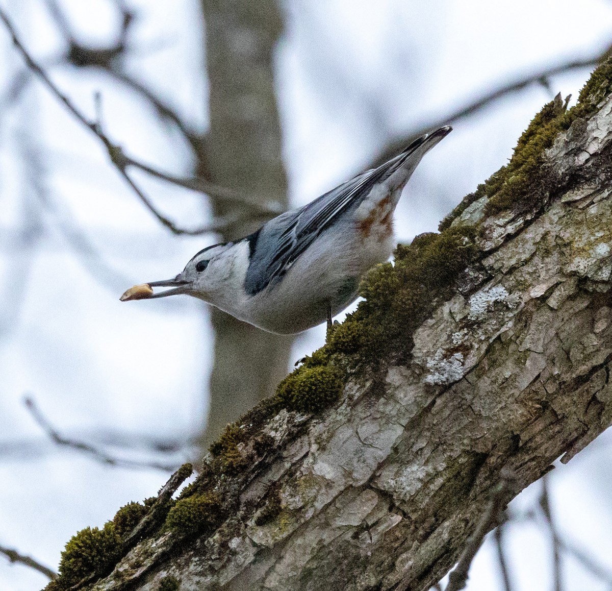 White-breasted Nuthatch - ML612577107