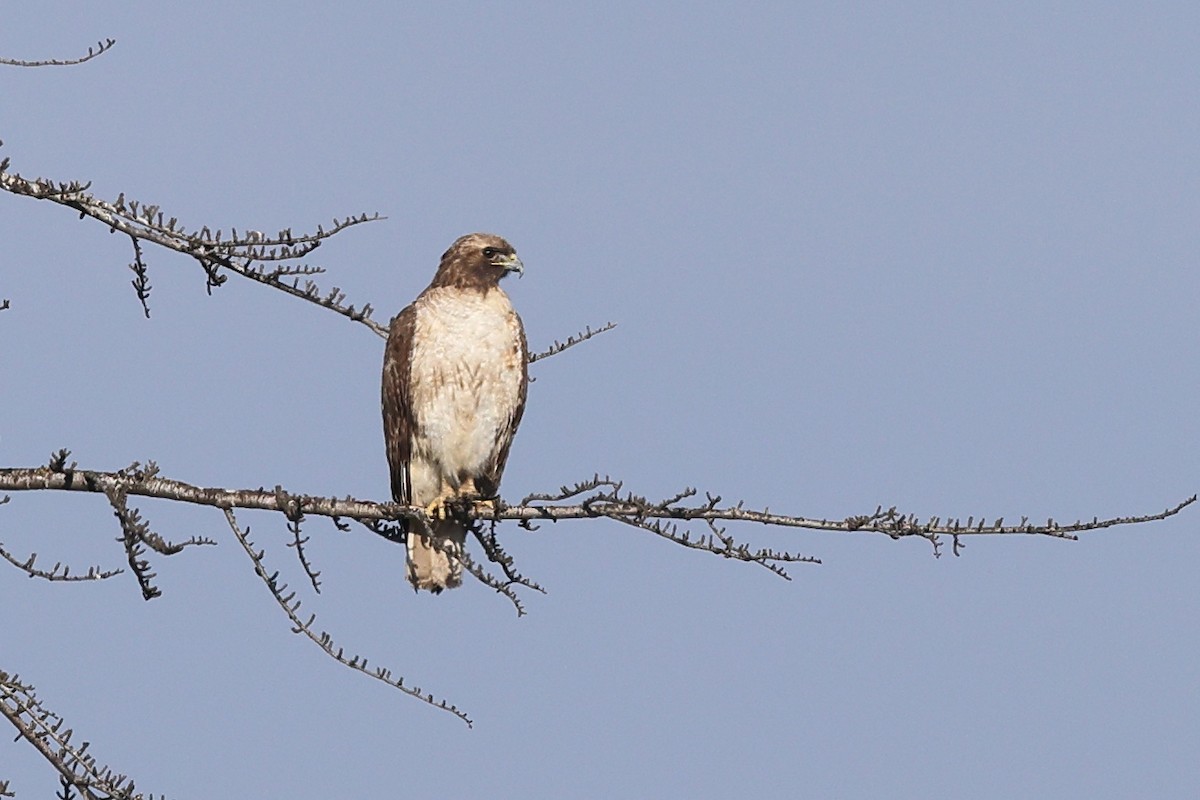 Red-tailed Hawk - ML612577262