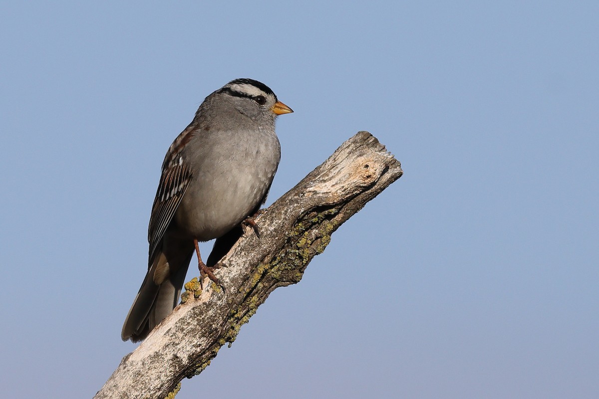White-crowned Sparrow - ML612577286
