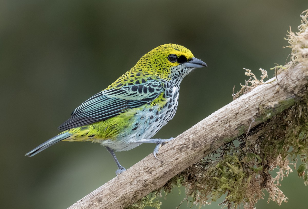 Speckled Tanager - ML612577306