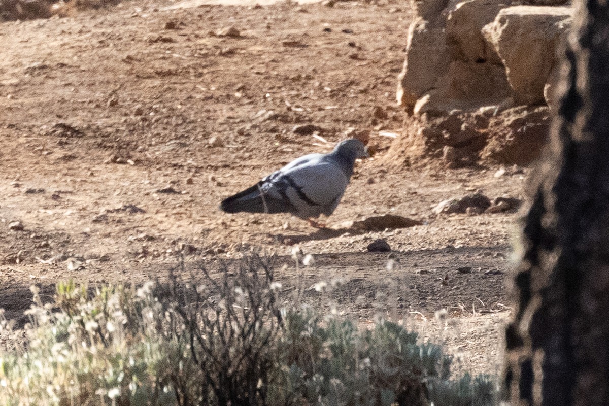 Rock Pigeon (Feral Pigeon) - ML612577353