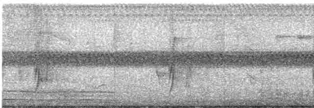 Çizgili Büyük Tiran - ML612577483