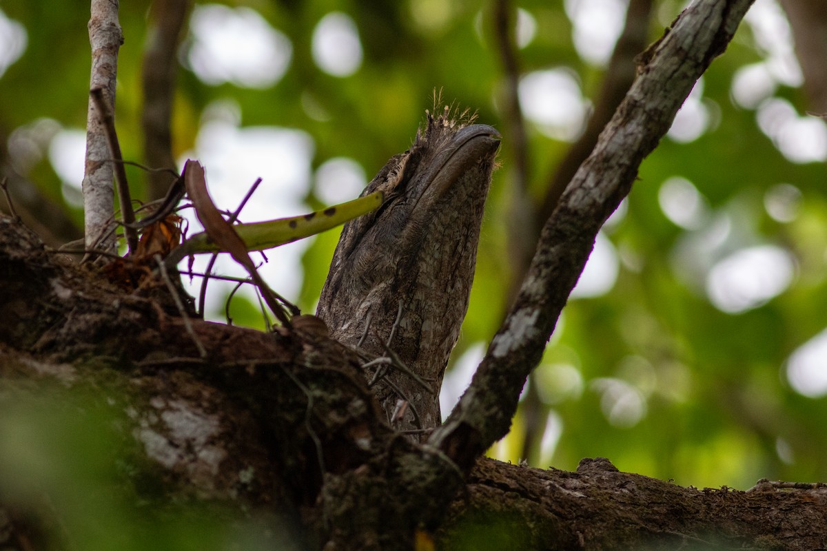 Papuan Frogmouth - Tom Auer
