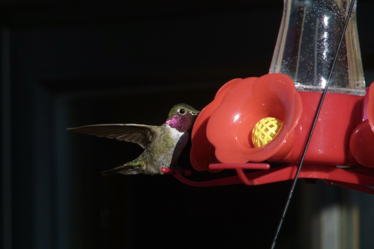 Broad-tailed Hummingbird - ML612577651