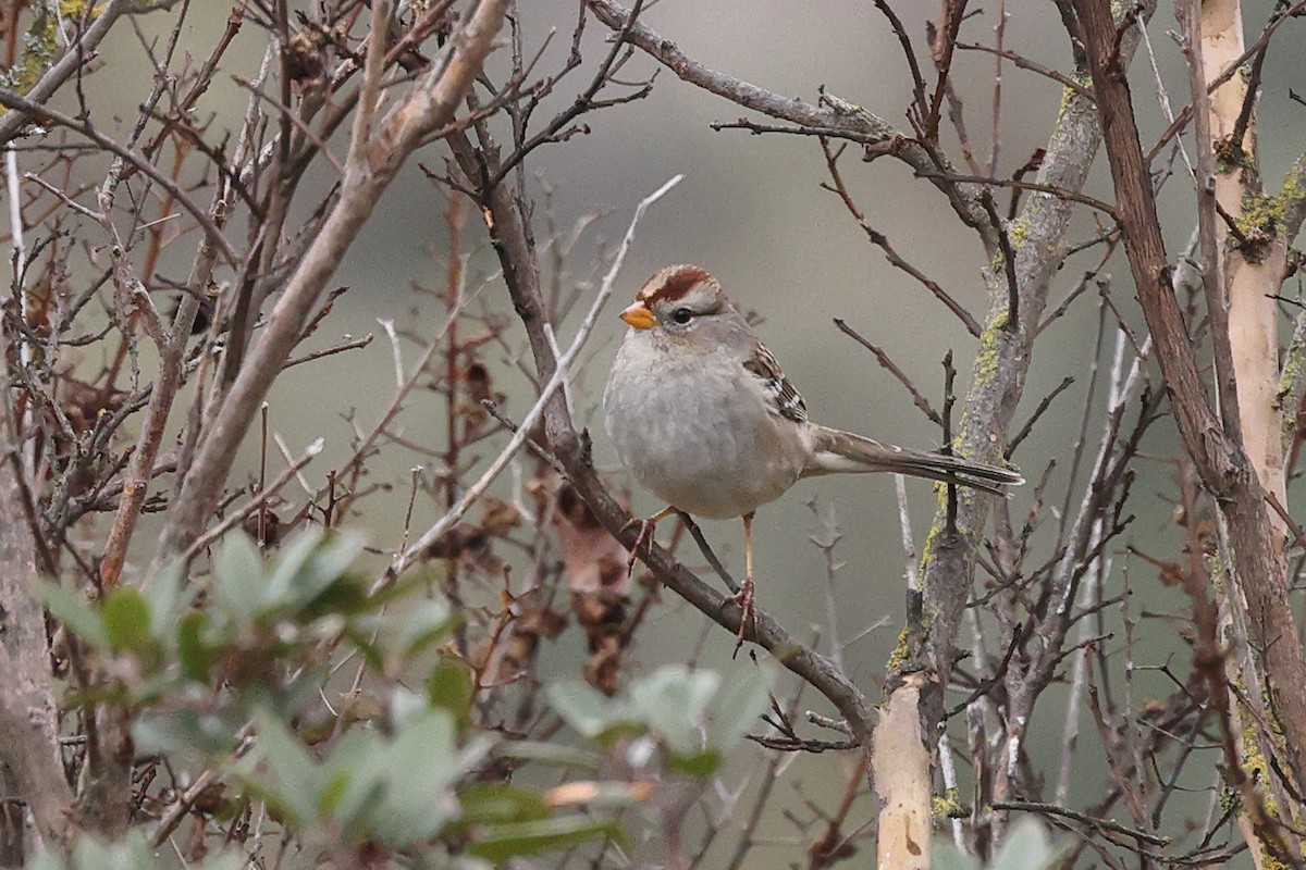 White-crowned Sparrow - ML612577670