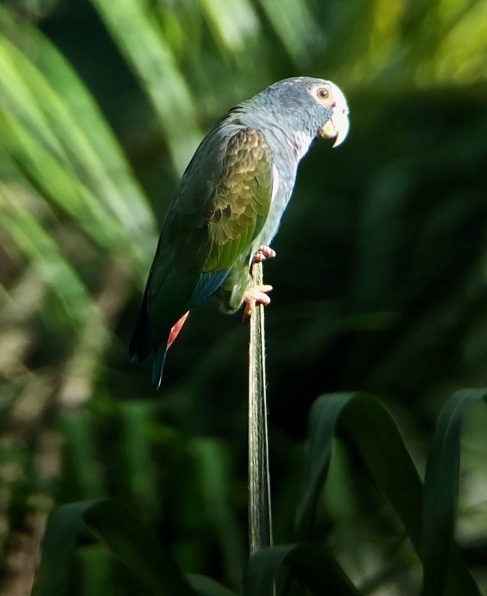 White-crowned Parrot - ML612577839