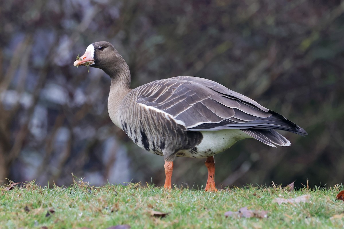 Greater White-fronted Goose - ML612577901