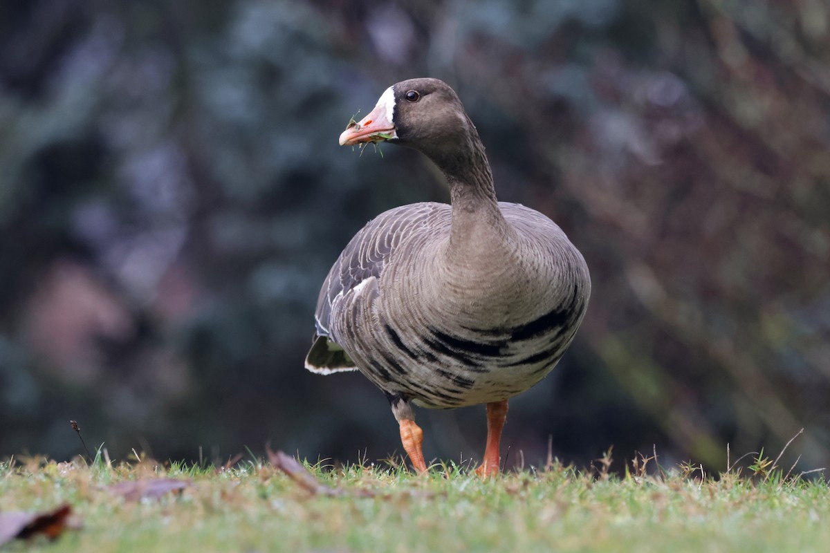 Greater White-fronted Goose - ML612577914