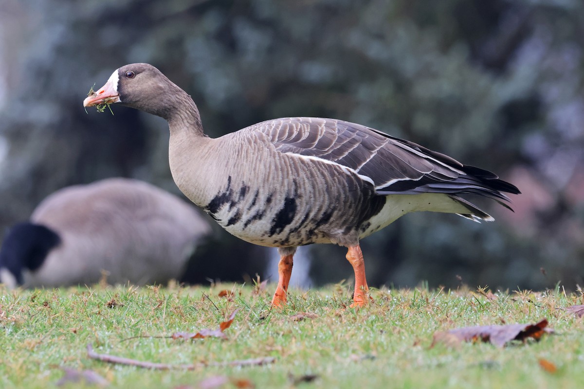 Greater White-fronted Goose - ML612577920