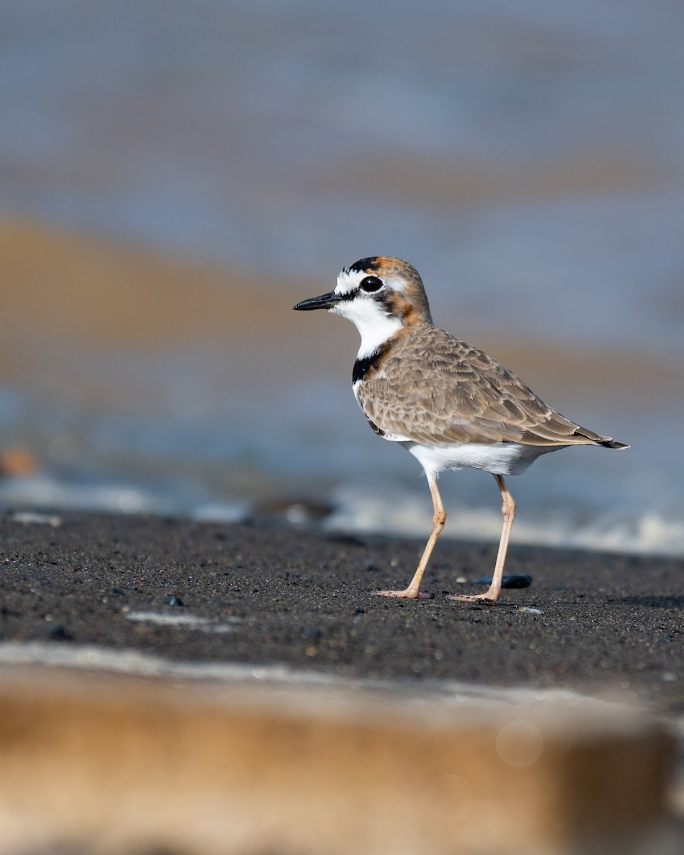 Collared Plover - ML612578313