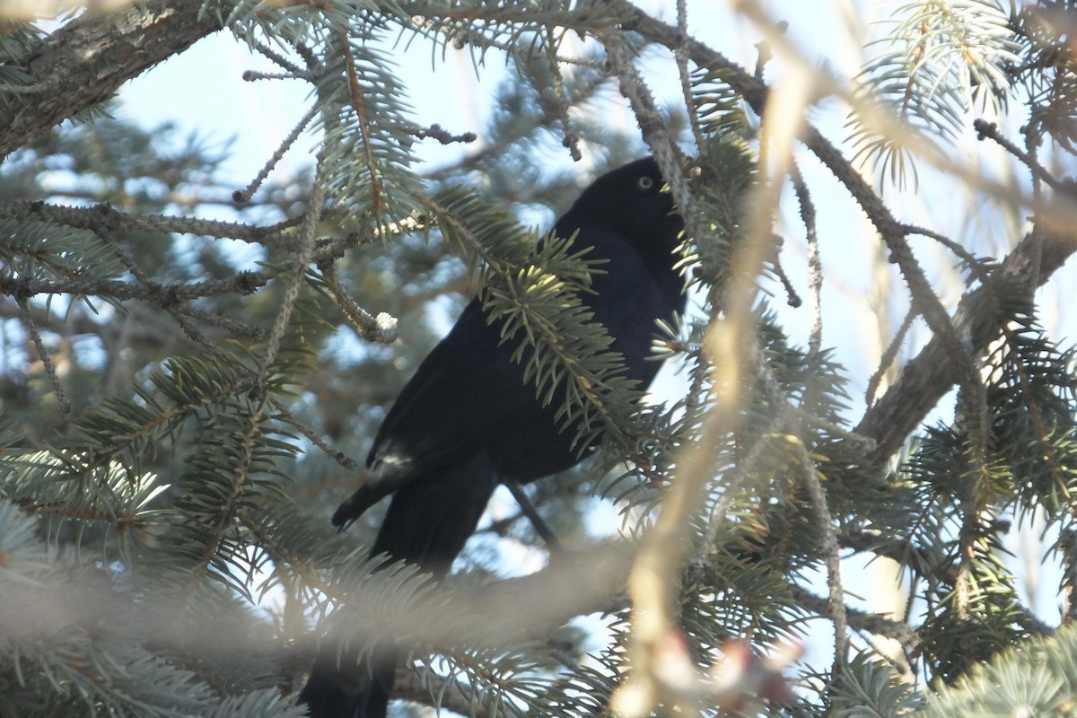 Great-tailed Grackle - ML612578439