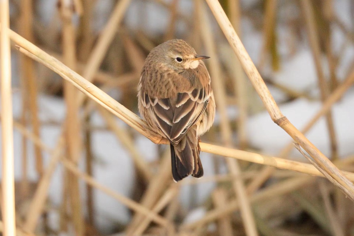 Water Pipit - ML612578513