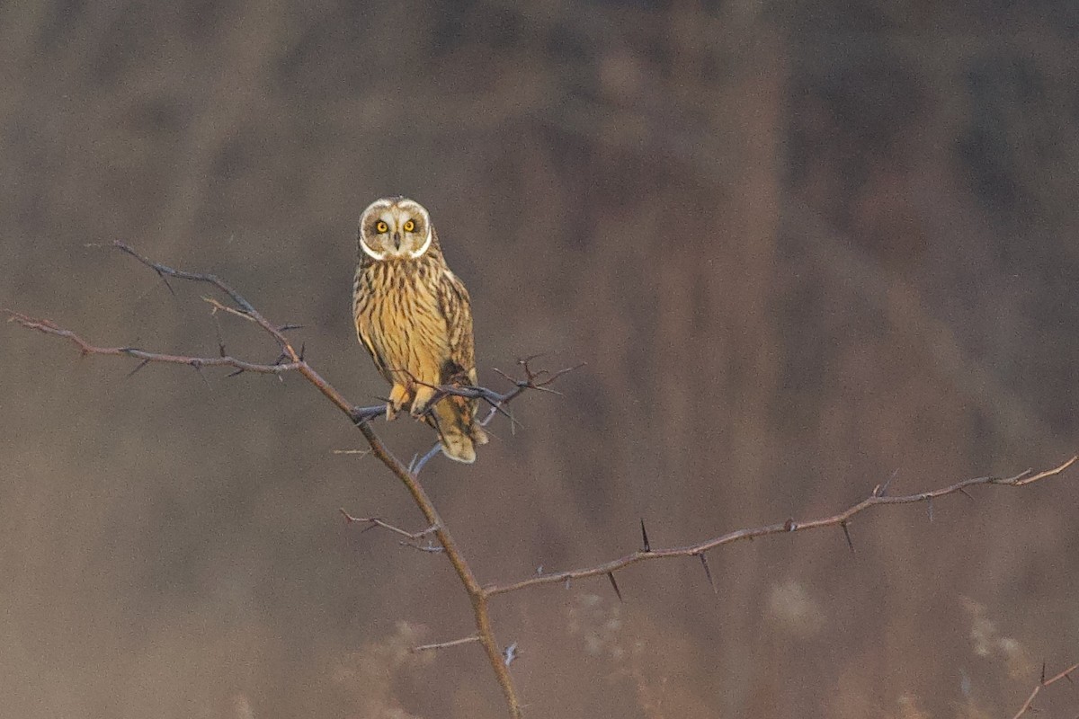 eBird Checklist 23 Dec 2023 Great Smoky Mountains NPCades Cove