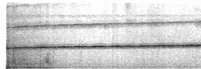 Halsband-Ameisenvogel - ML612578631