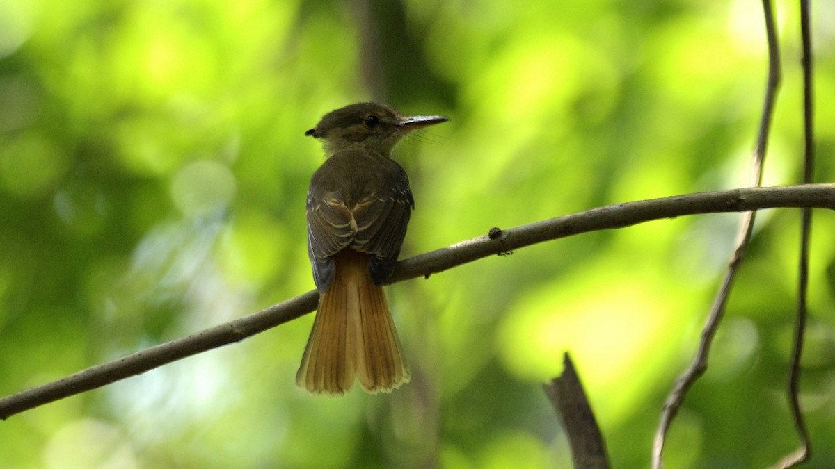 Tropical Royal Flycatcher (Northern) - ML612579063