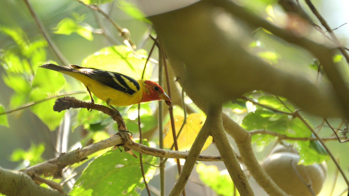 Western Tanager - ML612579071