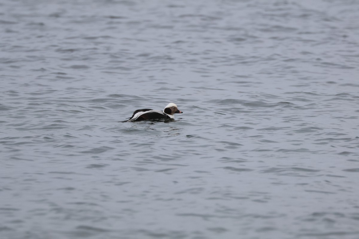 Long-tailed Duck - ML612579089