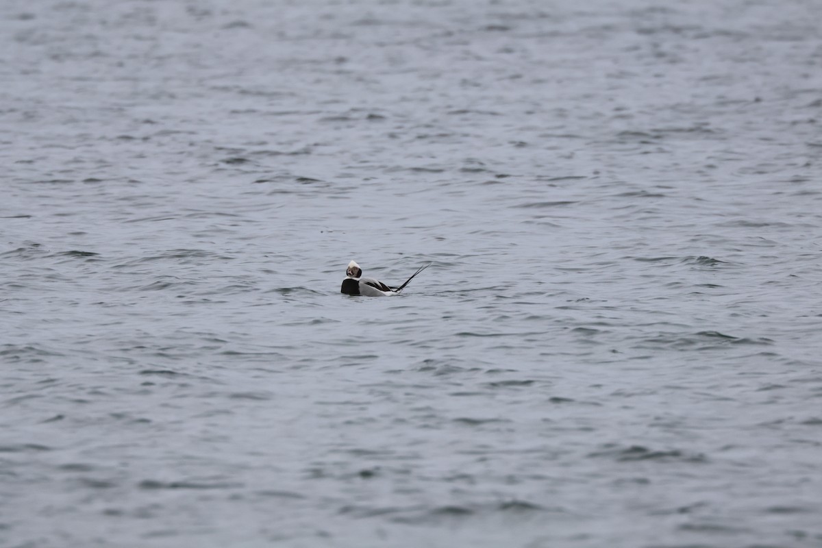 Long-tailed Duck - ML612579090