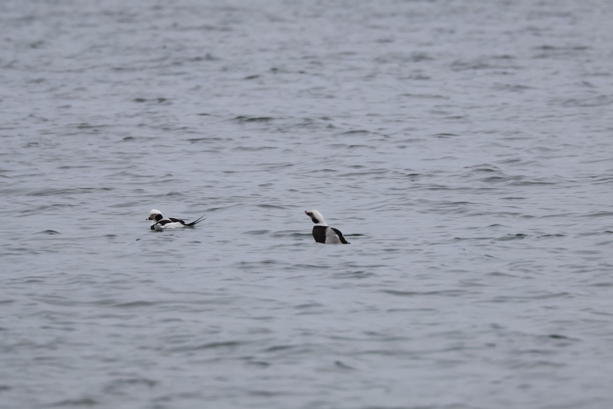 Long-tailed Duck - ML612579091