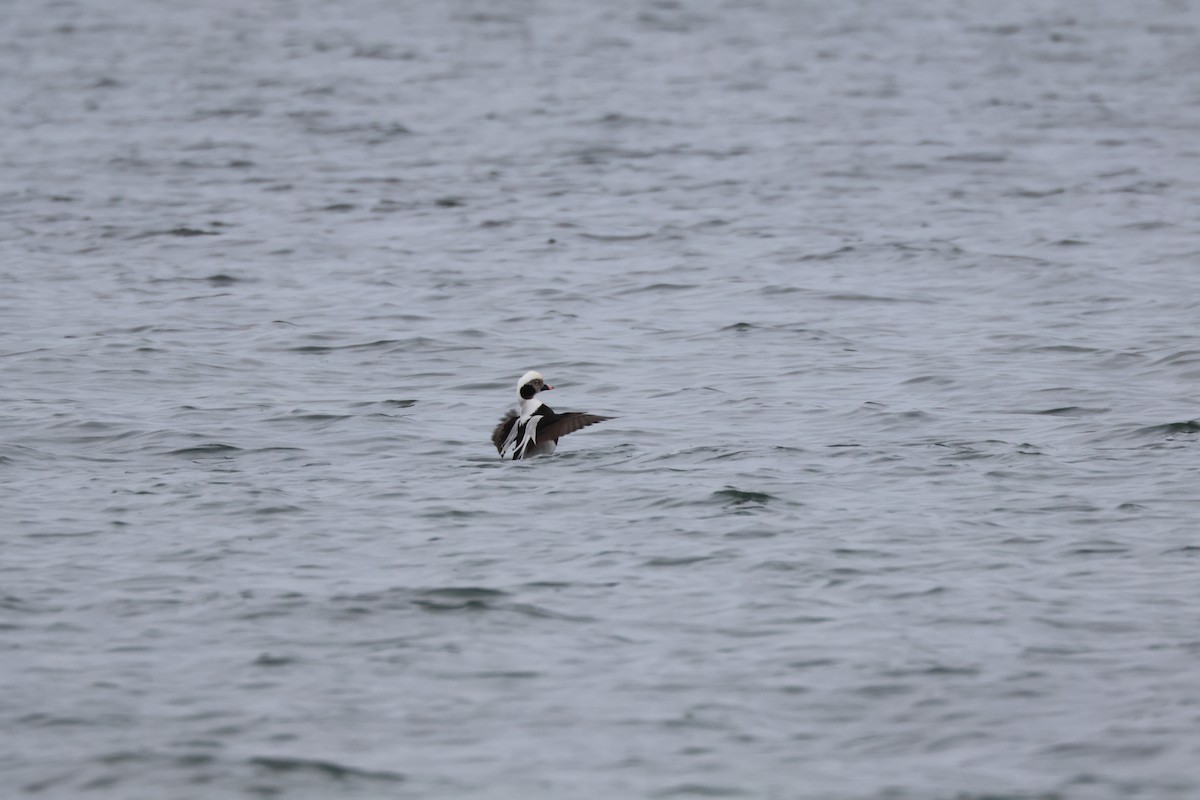 Long-tailed Duck - ML612579092