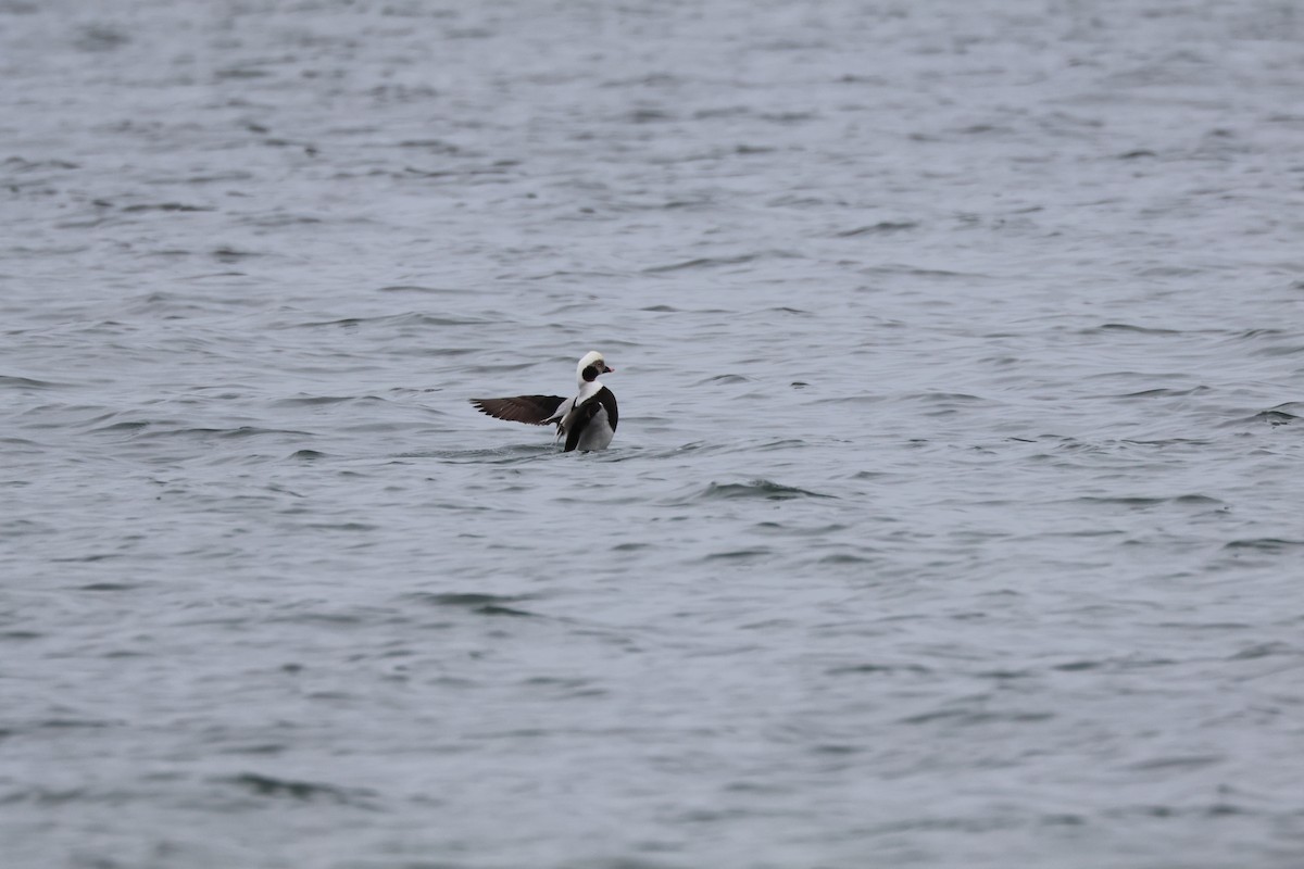 Long-tailed Duck - ML612579094