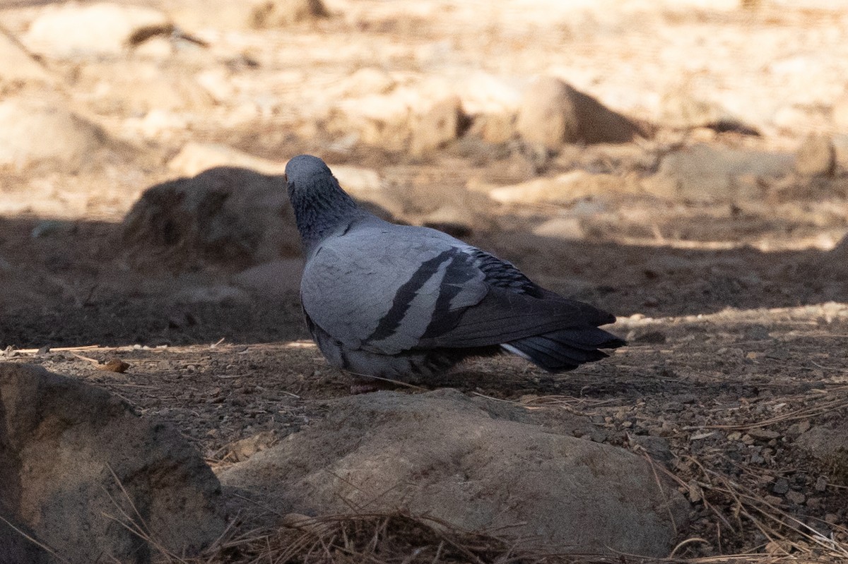 Pigeon biset (forme domestique) - ML612579181