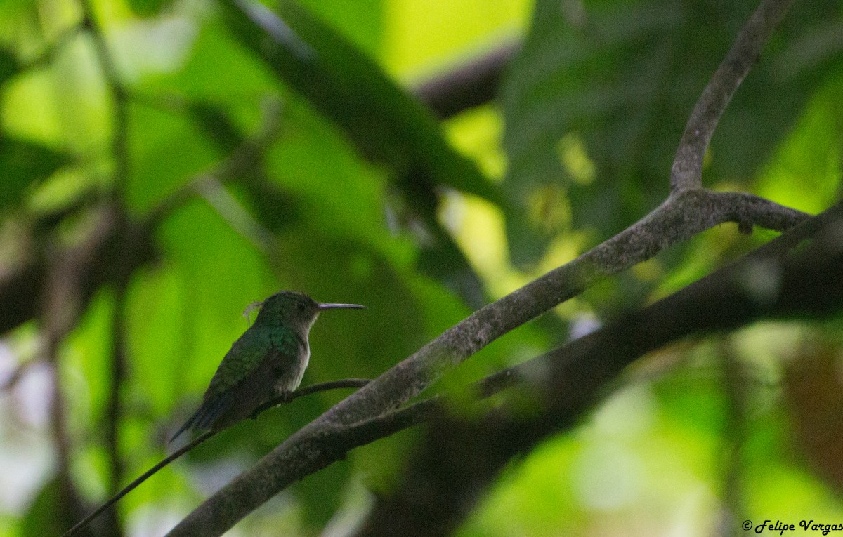 Violet-bellied Hummingbird - Felipe  Vargas