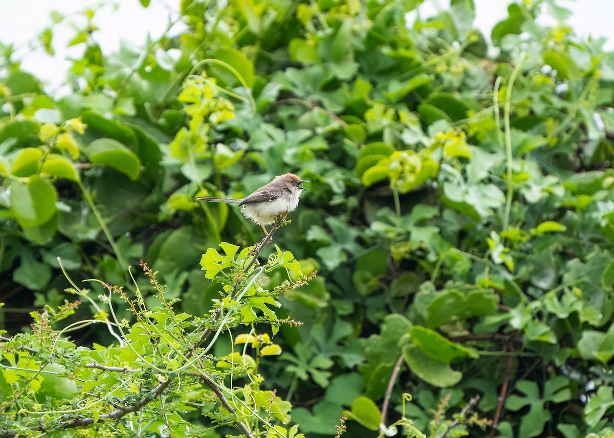 Red-fronted Prinia - ML612579710