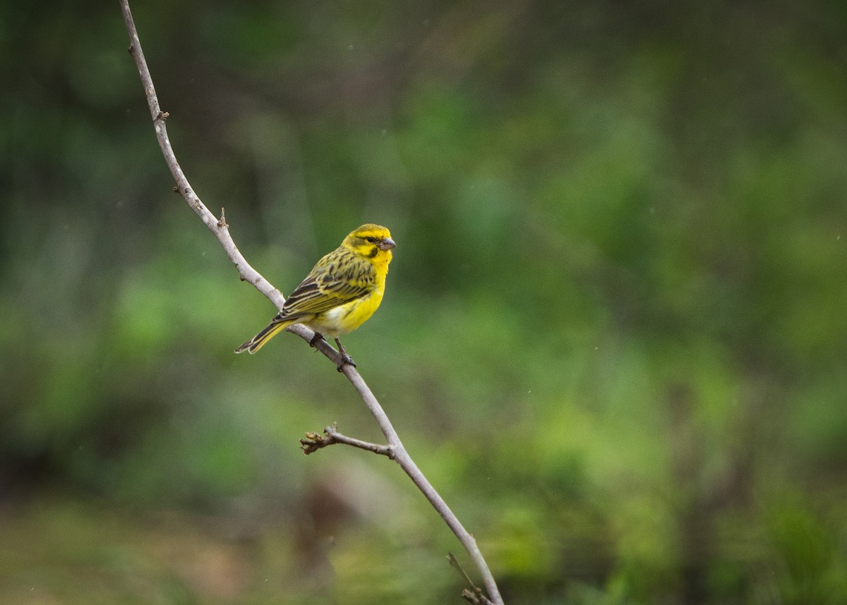 White-bellied Canary - ML612579730