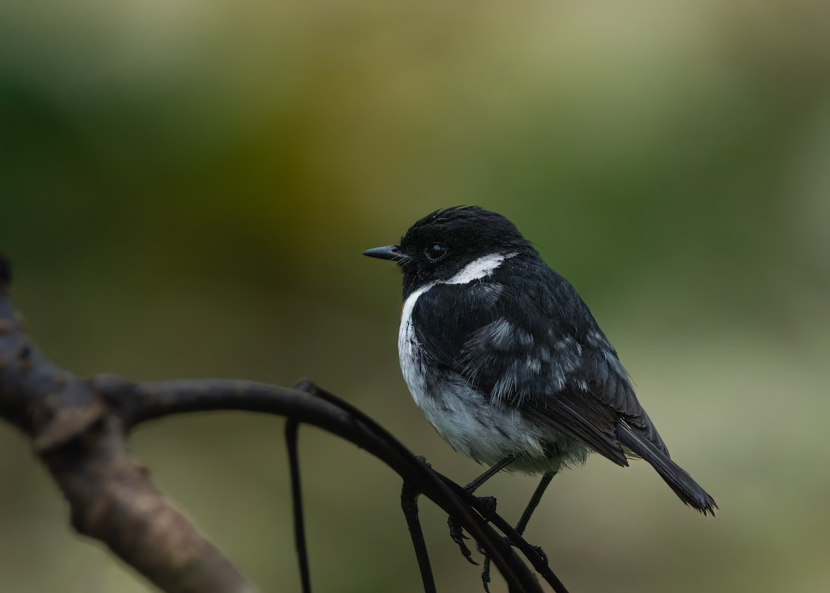 African Stonechat - ML612579756