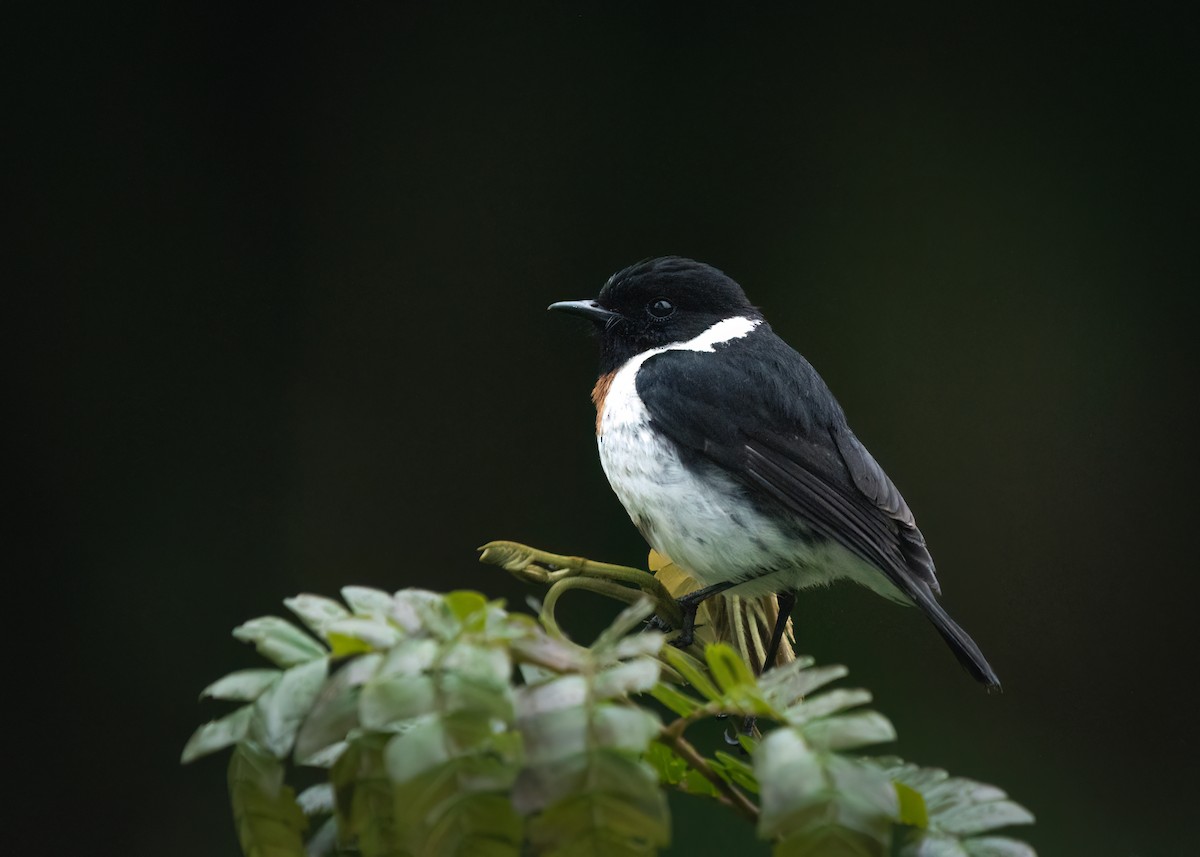 African Stonechat - ML612579757