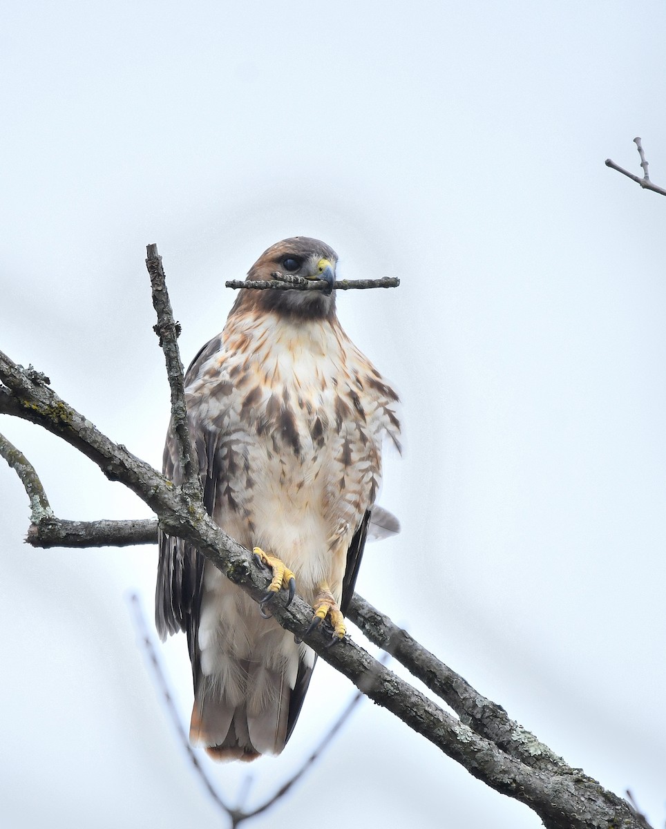 Red-tailed Hawk - ML612579946