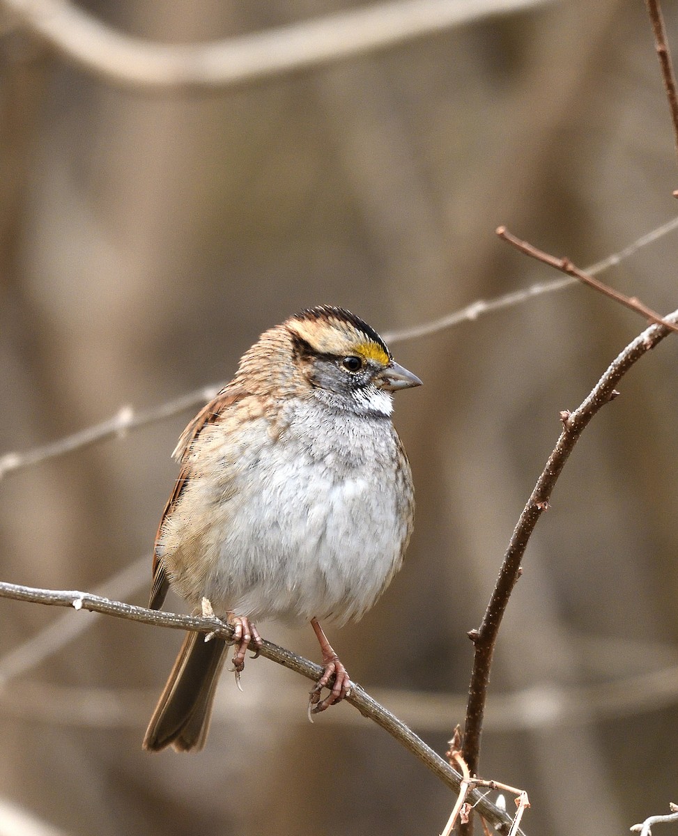 White-throated Sparrow - Jaime Thomas