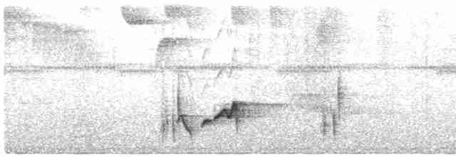 Серогрудый крапивник (bangsi) - ML612580352