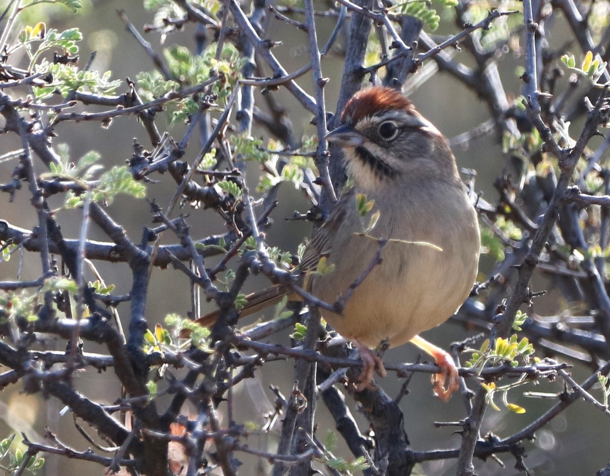 Rufous-crowned Sparrow - ML612580645