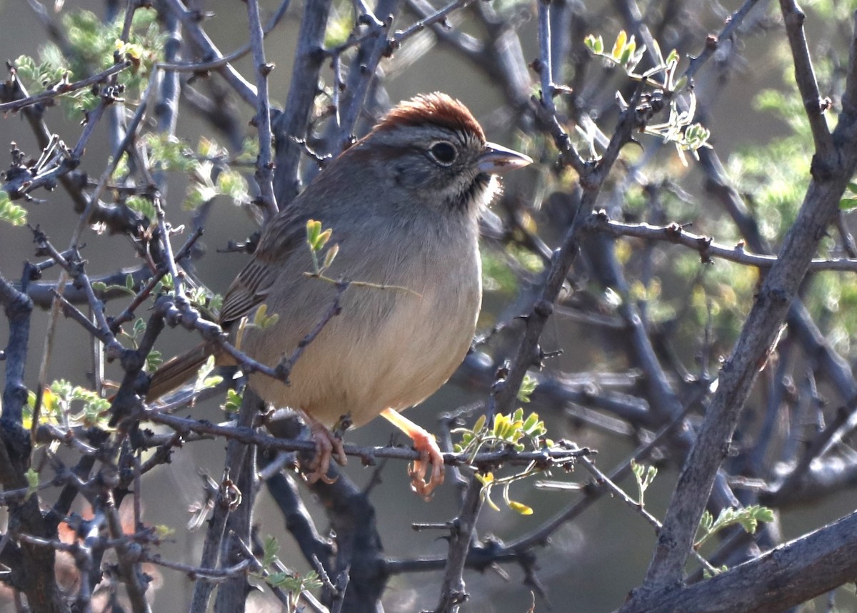 Rufous-crowned Sparrow - ML612580648