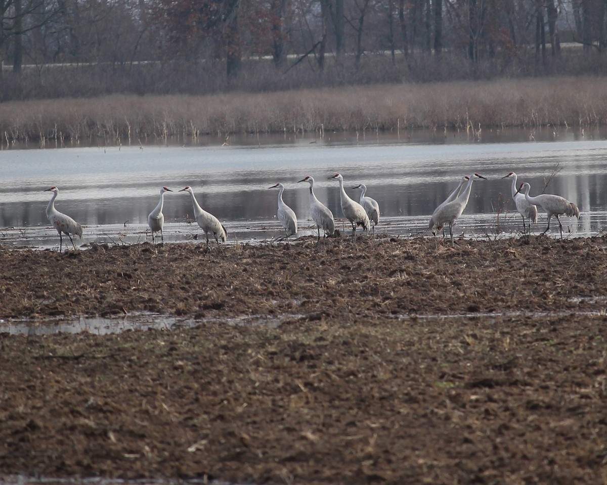 eBird Checklist - 23 Dec 2023 - Clarence Cannon NWR - 22 species